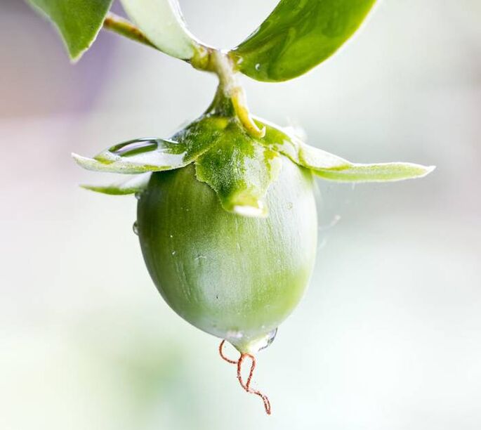 Huile hydratante anti-rides obtenue à partir du fruit de jojoba